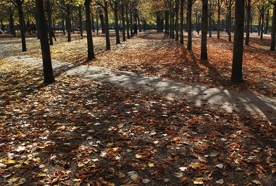 paysage automne