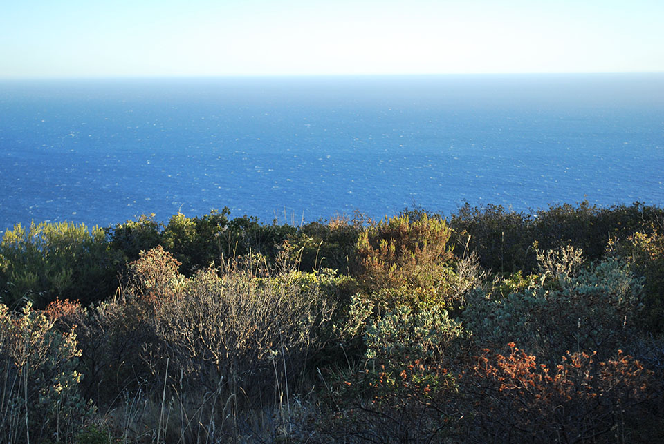 mediterranee