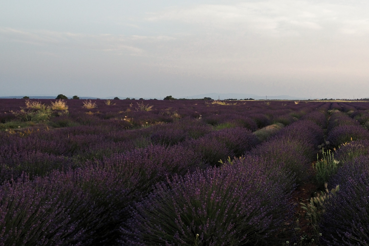 champs de lavande biologique