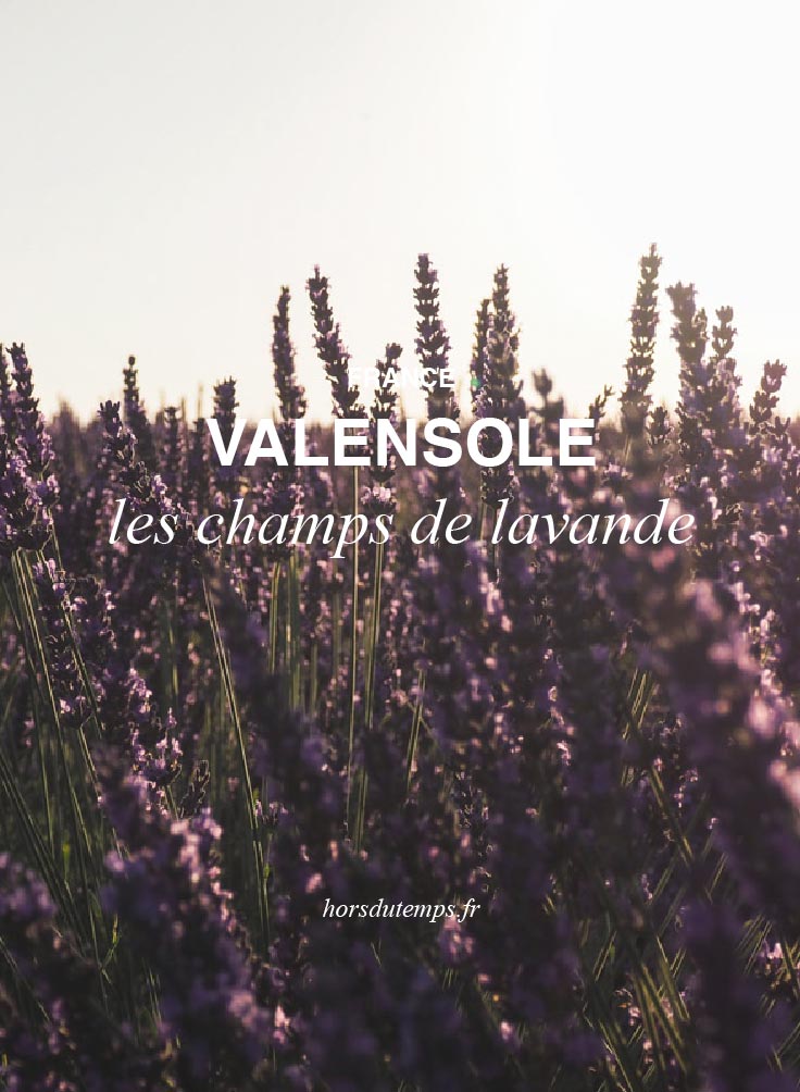 lavandes provence pinterest