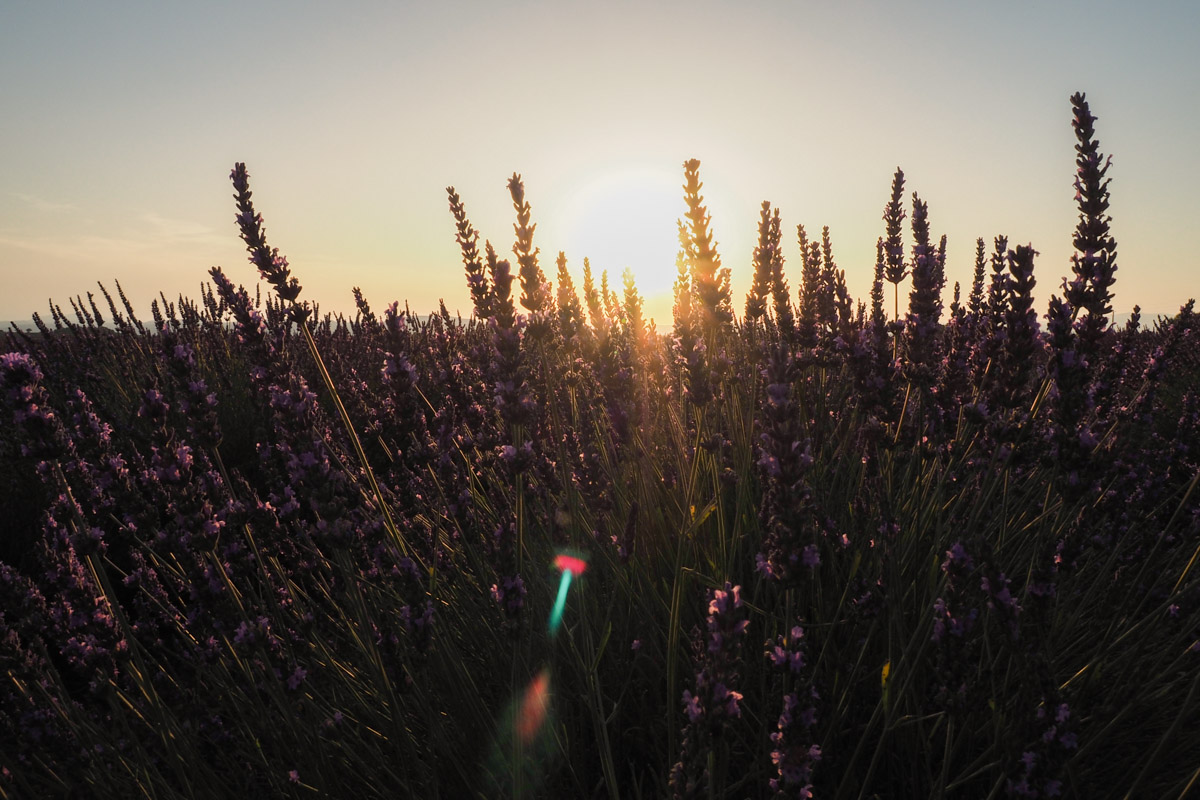 lavande sunset