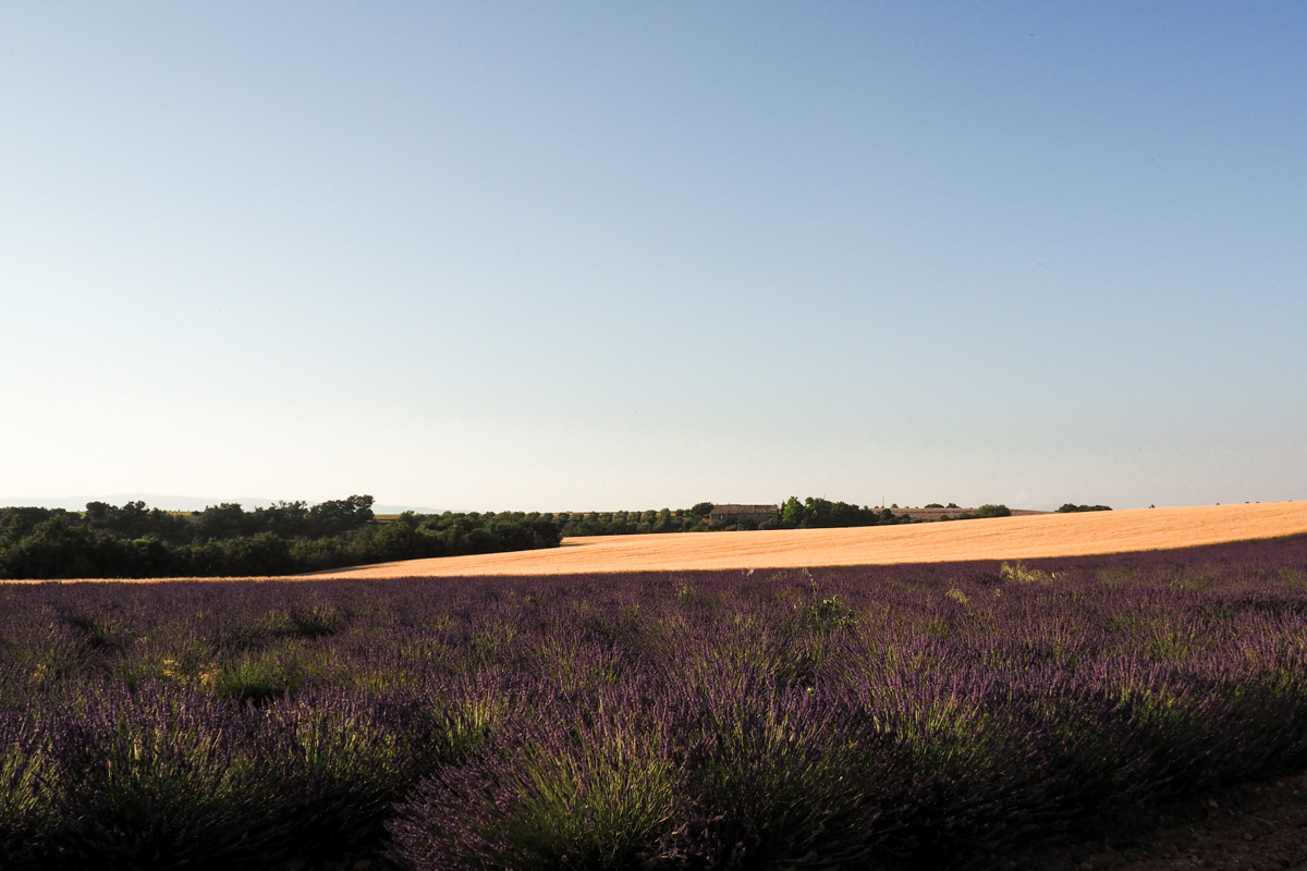 champs de lavandes à Valensole