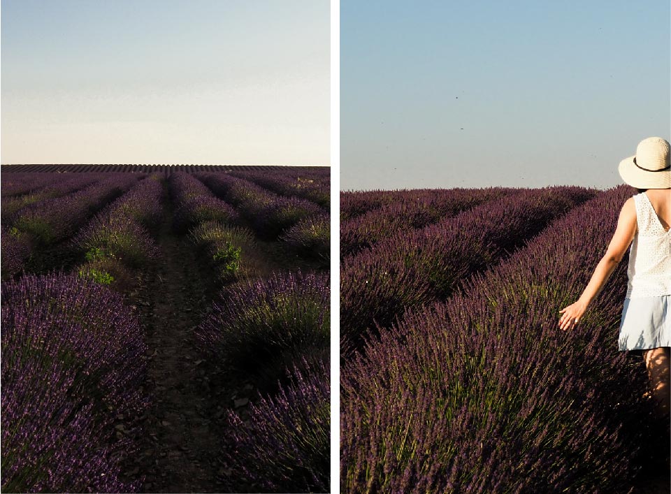 lavandes valensole