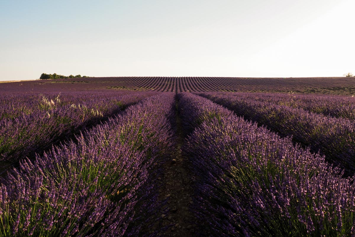 champs de lavande