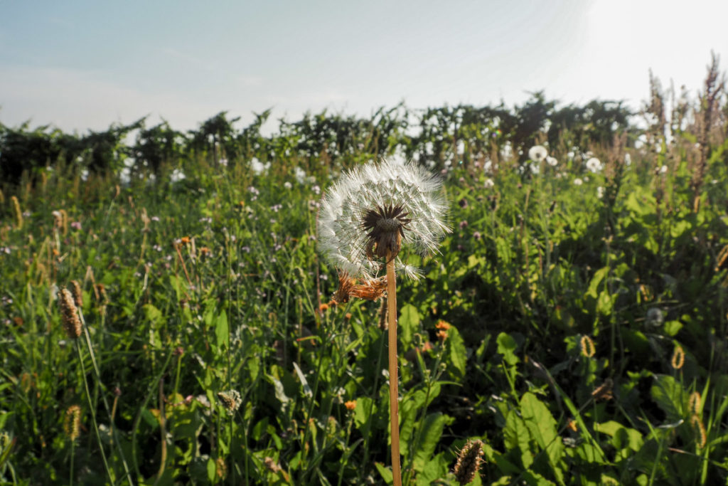 dandelion