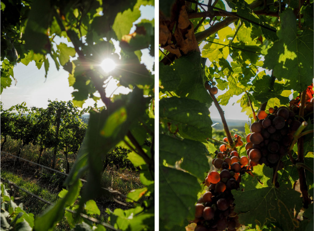 vigne jeruzalem slovenie