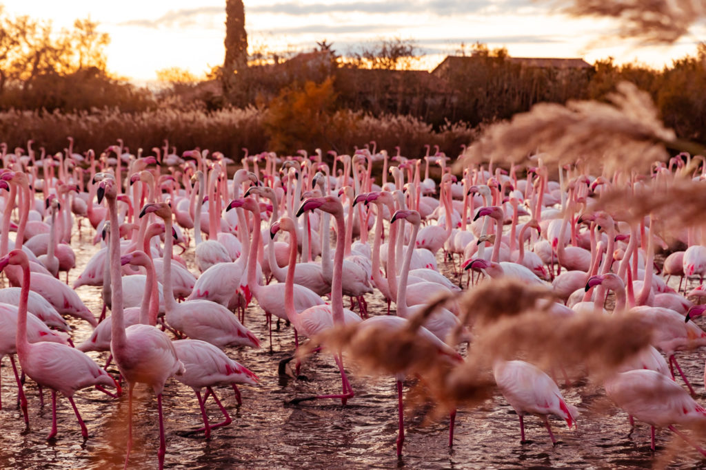 camargue itinera magica