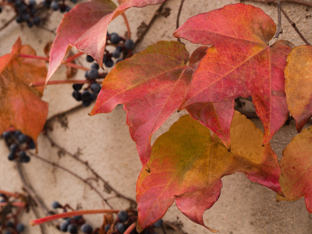 podcast automne