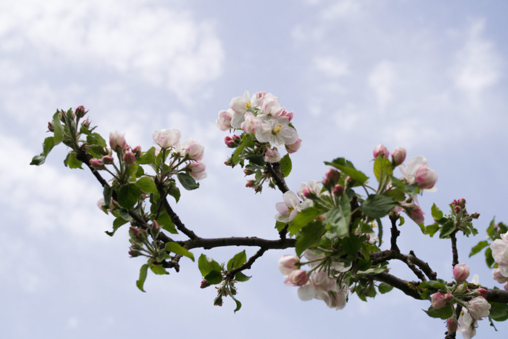 fleurs de pommier